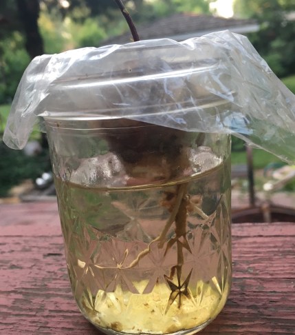 germinated avacado seed