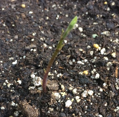 sprouted avocado seed